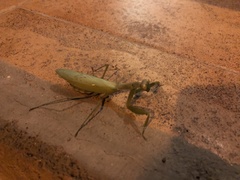 Hierodula transcaucasica