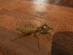 Hierodula transcaucasica