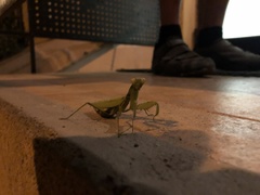 Hierodula transcaucasica