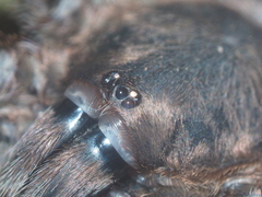 Selenocosmiinae