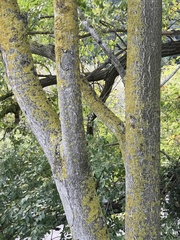 Ailanthus altissima