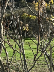 Ailanthus altissima