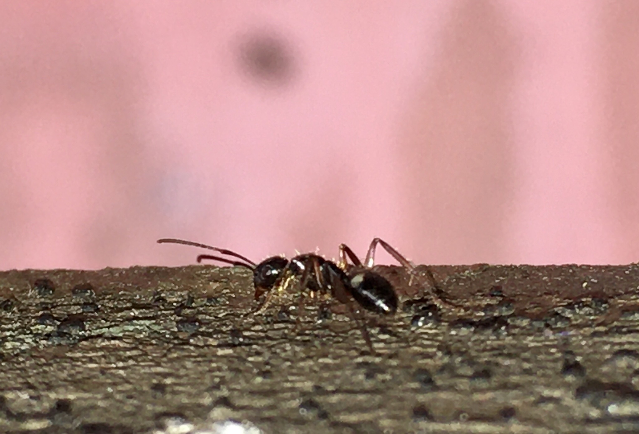 Camponotus sexguttatus