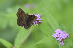 Pellicia dimidiata