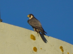 Falco peregrinus brookei