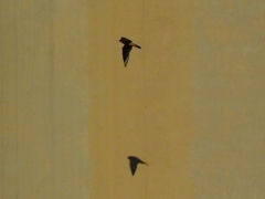 Falco peregrinus brookei
