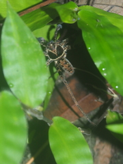 Heteropoda tetrica