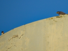 Falco peregrinus brookei