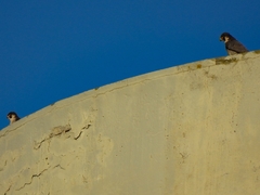 Falco peregrinus brookei