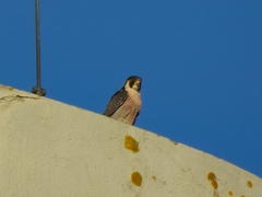 Falco peregrinus brookei