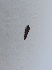 Lepidoptera