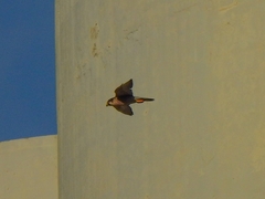Falco peregrinus brookei