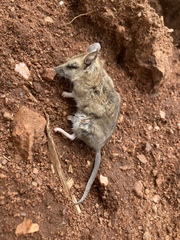 Sminthopsis crassicaudata