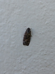 Lepidoptera