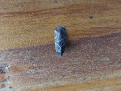 Lepidoptera