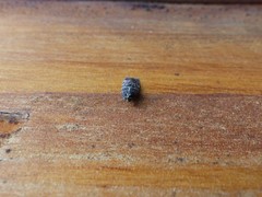 Lepidoptera
