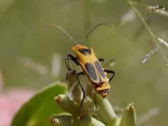 Chauliognathus omissus