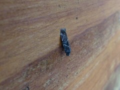 Lepidoptera