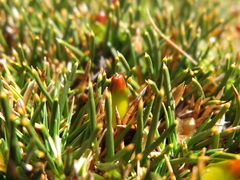 Oxychloe andina
