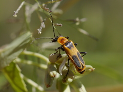 Chauliognathus omissus