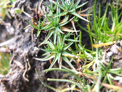 Phylloscirpus deserticola