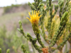 Parastrephia quadrangularis