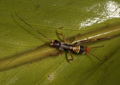 Ectotrypa