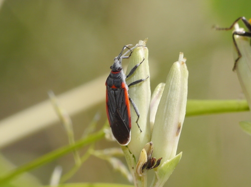 Charcoal Seed Bug photo 5