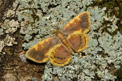 Opisthoxia