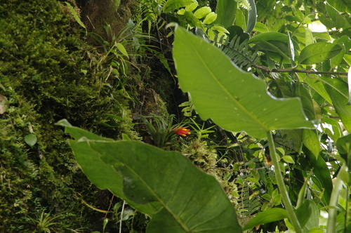 Guzmania nicaraguensis (Guzmania nicaraguensis)