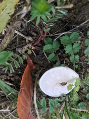 Clitocybe dealbata