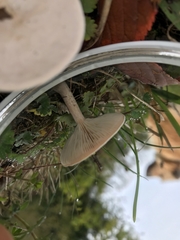 Clitocybe dealbata