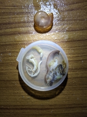 Macrochlamys kelantanensis