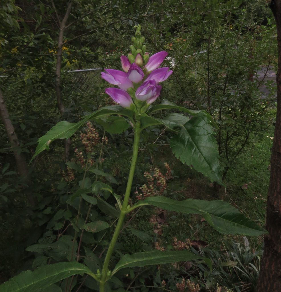 Red Turtlehead red turtlehead (Lyon Park) · iNaturalist