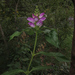 Red Turtlehead - Photo (c) Lee Elliott, some rights reserved (CC BY-NC-SA), uploaded by Lee Elliott