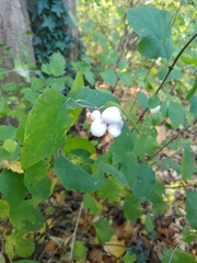 Symphoricarpos albus