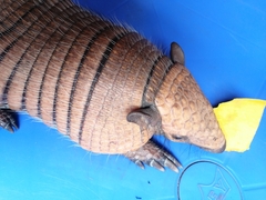 Euphractus sexcinctus