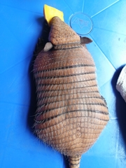 Euphractus sexcinctus