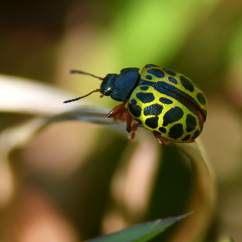 Calligrapha polyspila