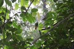 Ptilinopus melanospilus