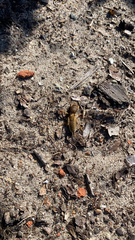 Neoscapteriscus vicinus