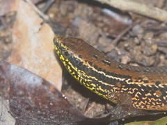 Eutropis rugifera