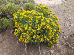 Senecio dryophyllus