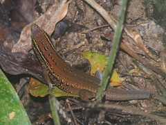 Eutropis rugifera