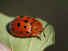 Chelymorpha phytophagica