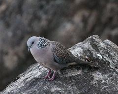 Streptopelia chinensis