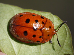 Chelymorpha phytophagica