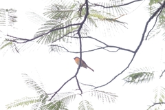 Pericrocotus cinnamomeus