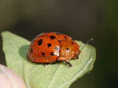 Chelymorpha phytophagica