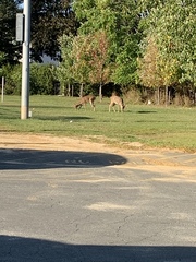 Odocoileus virginianus